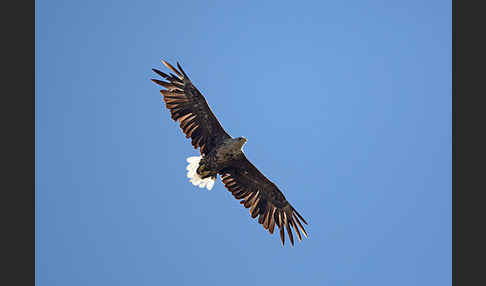 Seeadler (Haliaeetus albicilla)