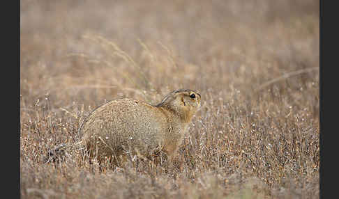 Gelbziesel (Spermophilus fulvus)