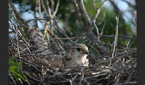 Merlin (Falco columbarius)