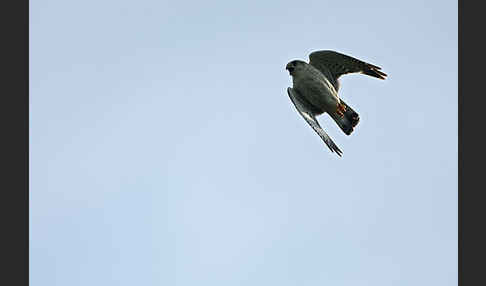 Merlin (Falco columbarius)