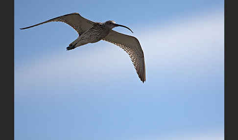 Großer Brachvogel (Numenius arquata)