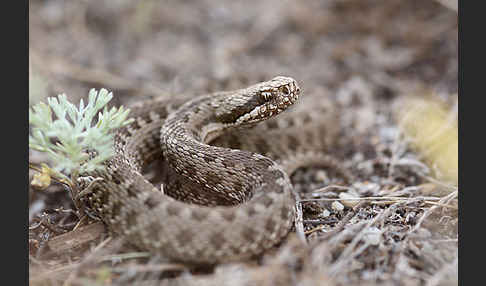 Steppenotter (Vipera renardi)