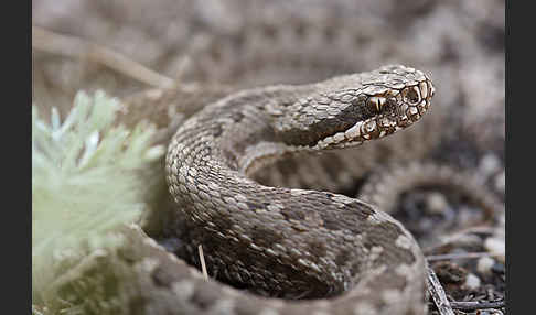 Steppenotter (Vipera renardi)