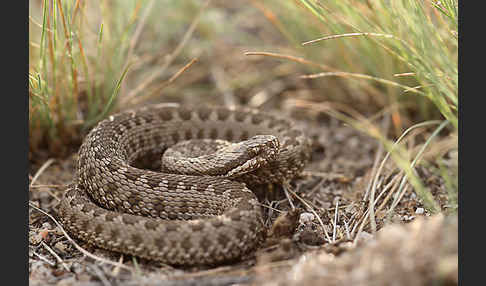 Steppenotter (Vipera renardi)