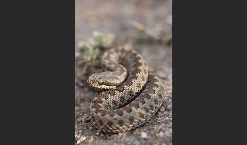 Steppenotter (Vipera renardi)