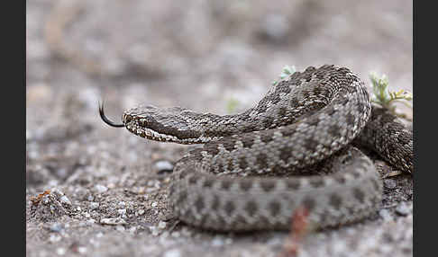 Steppenotter (Vipera renardi)