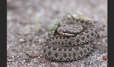 Steppenotter (Vipera renardi)