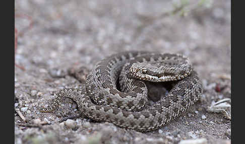 Steppenotter (Vipera renardi)