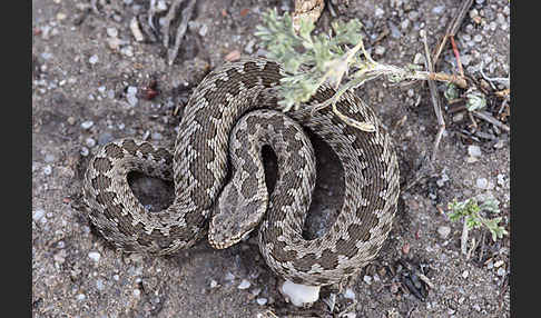 Steppenotter (Vipera renardi)