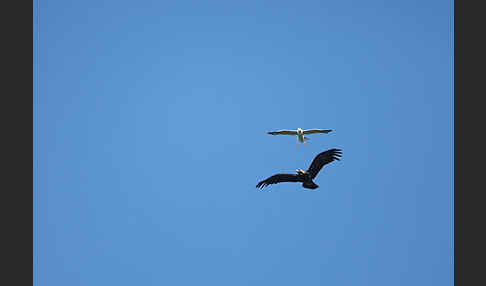 Kaiseradler (Aquila heliaca)