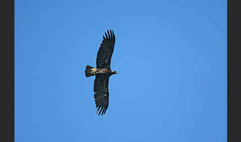 Kaiseradler (Aquila heliaca)