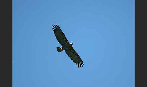 Kaiseradler (Aquila heliaca)