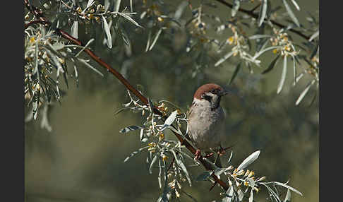 Feldsperling (Passer montanus)