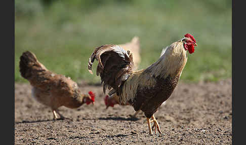 Haushuhn (Gallus gallus domesticus)