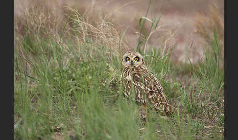 Sumpfohreule (Asio flammeus)