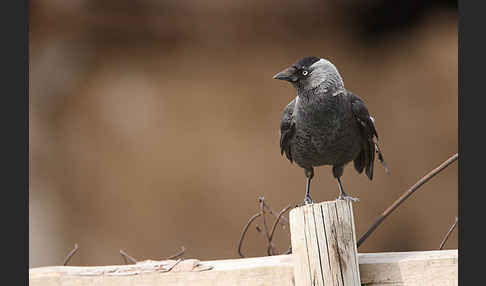 Dohle (Corvus monedula)