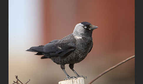 Dohle (Corvus monedula)