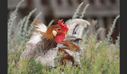 Haushuhn (Gallus gallus domesticus)