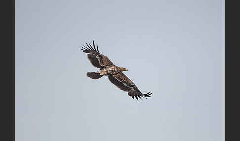 Kaiseradler (Aquila heliaca)