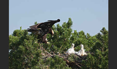 Kaiseradler (Aquila heliaca)