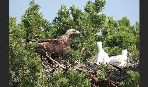 Kaiseradler (Aquila heliaca)