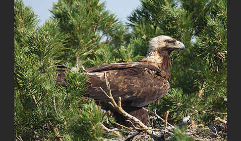 Kaiseradler (Aquila heliaca)