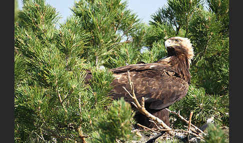 Kaiseradler (Aquila heliaca)