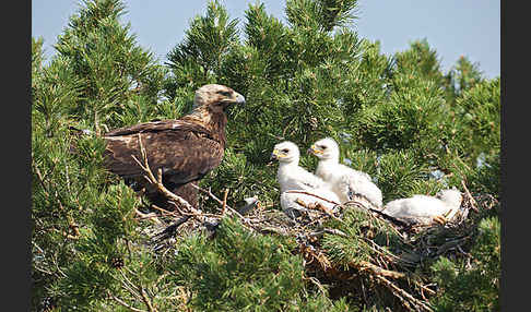 Kaiseradler (Aquila heliaca)