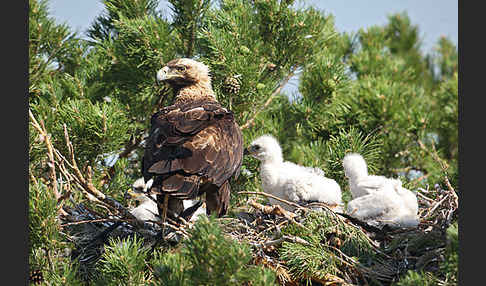 Kaiseradler (Aquila heliaca)