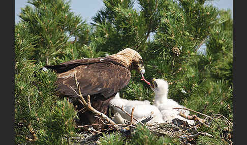 Kaiseradler (Aquila heliaca)