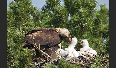 Kaiseradler (Aquila heliaca)