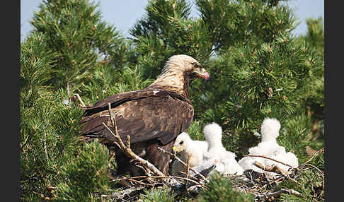 Kaiseradler (Aquila heliaca)