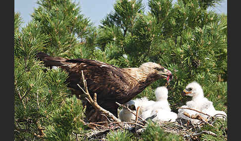 Kaiseradler (Aquila heliaca)