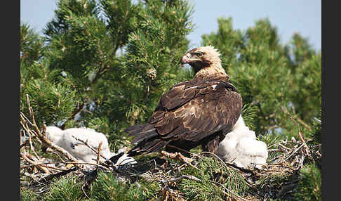 Kaiseradler (Aquila heliaca)