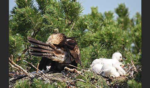 Kaiseradler (Aquila heliaca)