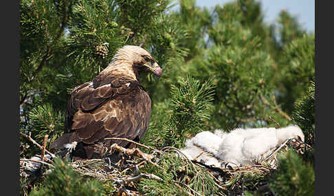 Kaiseradler (Aquila heliaca)