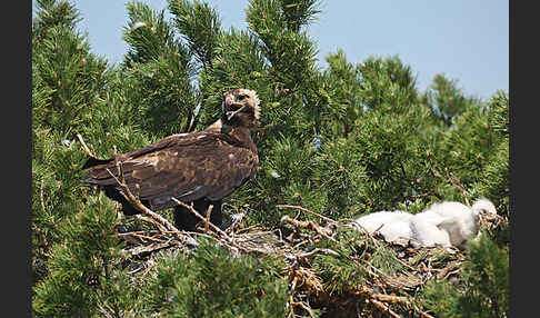 Kaiseradler (Aquila heliaca)