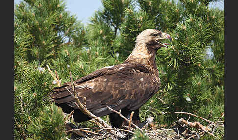 Kaiseradler (Aquila heliaca)