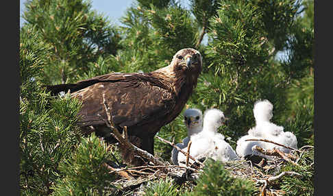 Kaiseradler (Aquila heliaca)