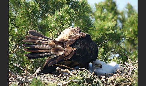 Kaiseradler (Aquila heliaca)