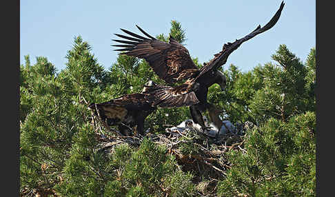 Kaiseradler (Aquila heliaca)