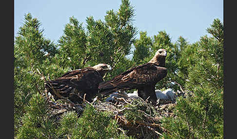 Kaiseradler (Aquila heliaca)