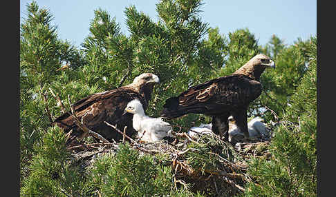 Kaiseradler (Aquila heliaca)