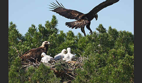 Kaiseradler (Aquila heliaca)