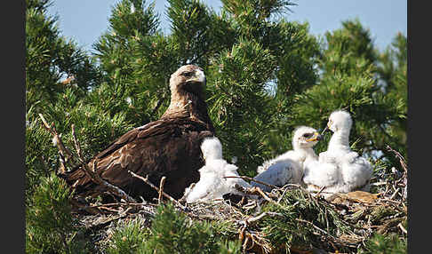 Kaiseradler (Aquila heliaca)