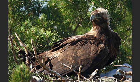 Kaiseradler (Aquila heliaca)