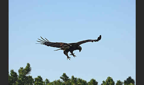 Kaiseradler (Aquila heliaca)