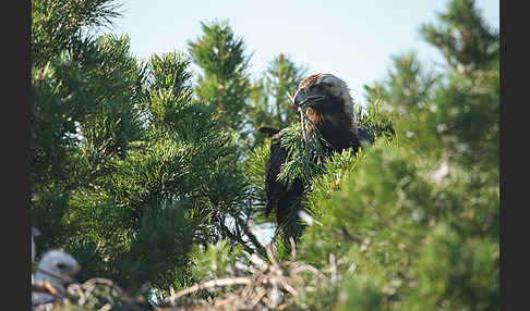 Kaiseradler (Aquila heliaca)