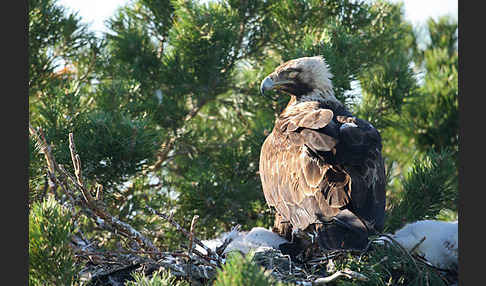 Kaiseradler (Aquila heliaca)