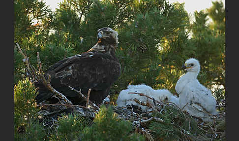 Kaiseradler (Aquila heliaca)